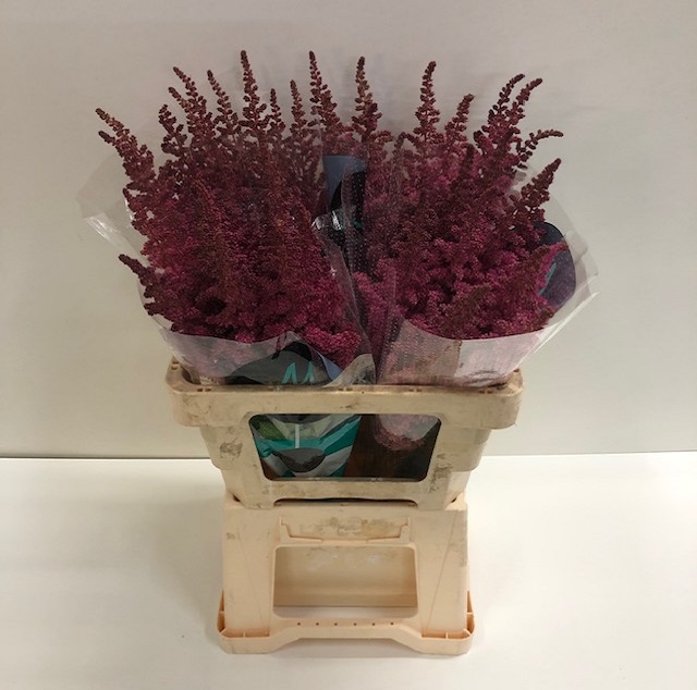 Astilbe vision in pink.jpg